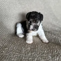 Lucy , a female Wire Fox Terrier for sale in Cropwell, AL – Photo 3 of 6