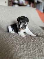 Lucy , a female Wire Fox Terrier for sale in Cropwell, AL – Photo 5 of 6