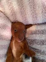 Rollo, a female Miniature Dachshund for sale in Vale, NC – Photo 2 of 5