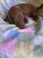 Rollo, a female Miniature Dachshund for sale in Vale, NC – Photo 5 of 5