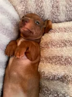 Rollo, a female Miniature Dachshund for sale in Vale, NC – Photo 4 of 5