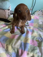 Rollo, a female Miniature Dachshund for sale in Vale, NC – Photo 3 of 5