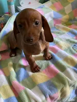 Rollo, a female Miniature Dachshund for sale in Vale, NC – Photo 1 of 5