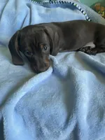 Jax, a male Miniature Dachshund for sale in Vale, NC – Photo 3 of 4