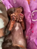 Jax, a male Miniature Dachshund for sale in Vale, NC – Photo 2 of 4