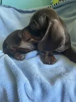 Jax, a male Miniature Dachshund for sale in Vale, NC – Photo 4 of 4