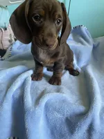 Jax, a male Miniature Dachshund for sale in Vale, NC – Photo 1 of 4