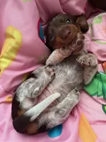 Hershey, a female Miniature Dachshund for sale in Vale, NC – Photo 4 of 5