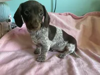 Hershey, a female Miniature Dachshund for sale in Vale, NC – Photo 3 of 5