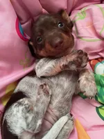 Hershey, a female Miniature Dachshund for sale in Vale, NC – Photo 2 of 5