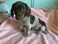 Hershey, a female Miniature Dachshund for sale in Vale, NC – Photo 5 of 5