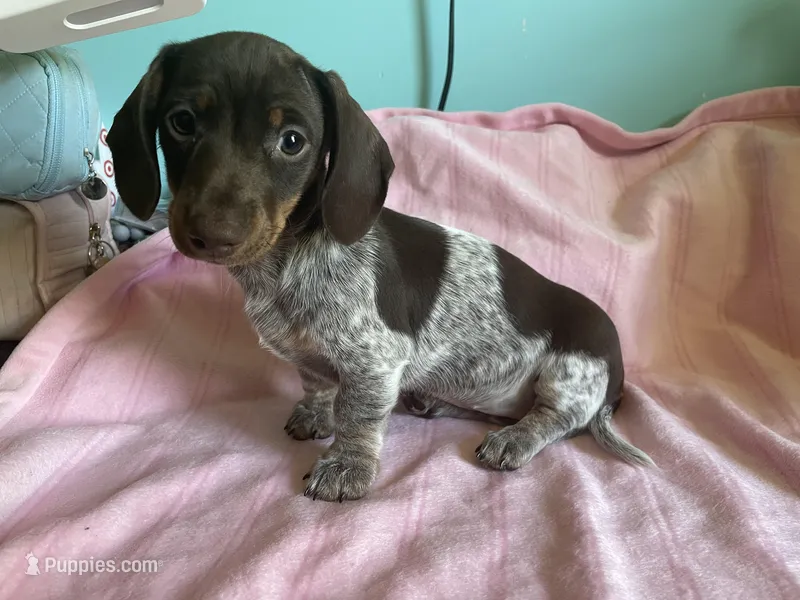 Hershey – Miniature Dachshund puppy for sale in Vale, NC