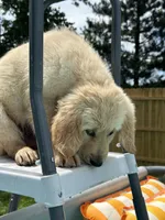 Blue Boy, a female Golden Retriever for sale in Bloomdale, OH – 7 of 8