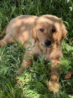 Red Girl, a female Golden Retriever for sale in Bloomdale, OH – 3 of 5