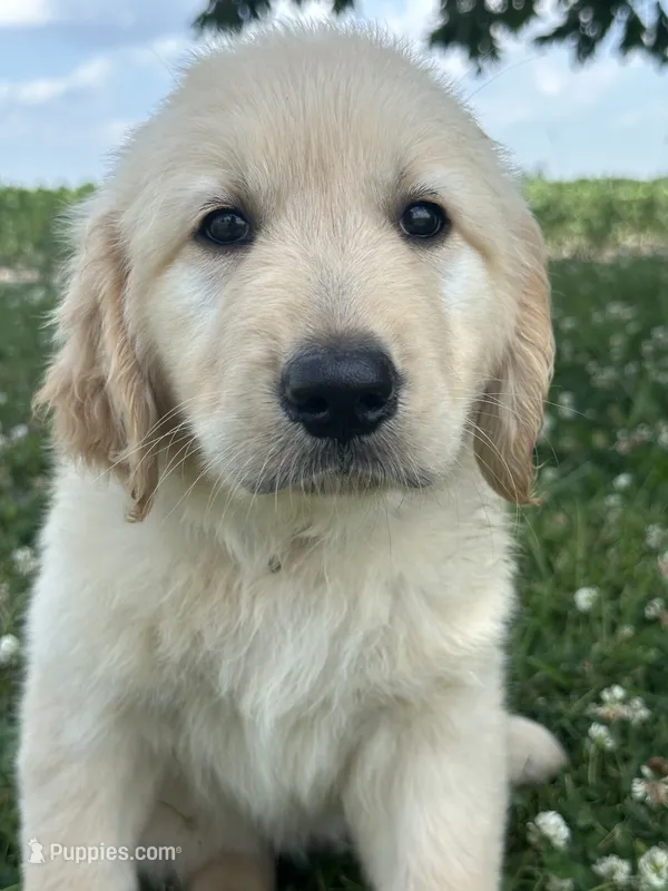 Blue Boy – Golden Retriever puppy for sale in Bloomdale, OH
