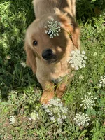Red Girl, a female Golden Retriever for sale in Bloomdale, OH – 4 of 5
