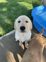 Blue Boy, a female Golden Retriever for sale in Bloomdale, OH – 6 of 8
