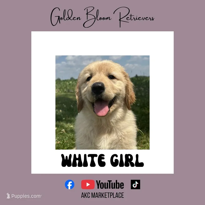 White Girl – Golden Retriever puppy for sale in Bloomdale, OH