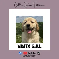 White Girl, a female Golden Retriever for sale in Bloomdale, OH – 1 of 2