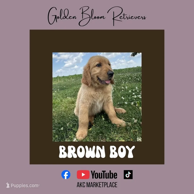 Brown Boy – Golden Retriever puppy for sale in Bloomdale, OH