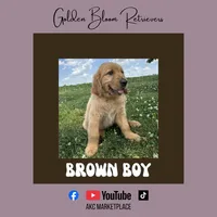 Brown Boy, a female Golden Retriever for sale in Bloomdale, OH – 1 of 2