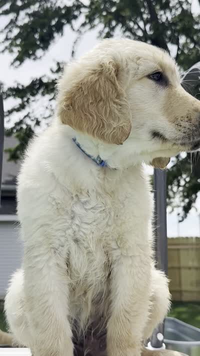 Blue Boy, a female Golden Retriever for sale in Bloomdale, OH – 2 of 8