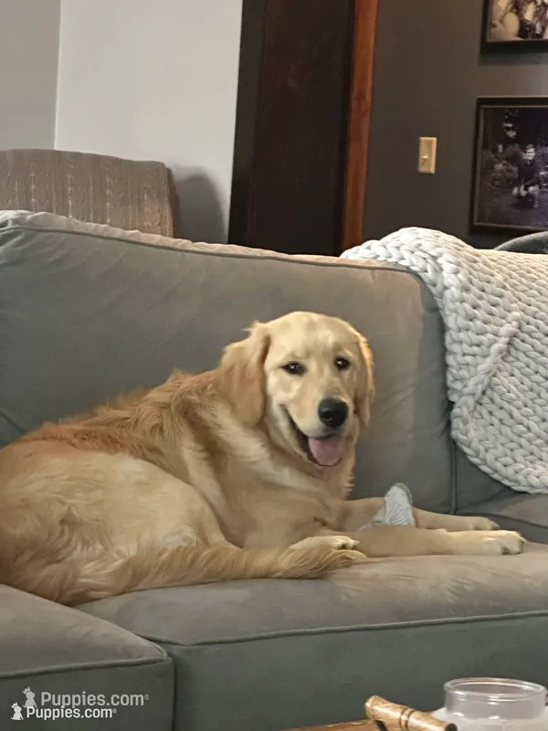 Blue Boy – Golden Retriever puppy for sale in Bloomdale, OH