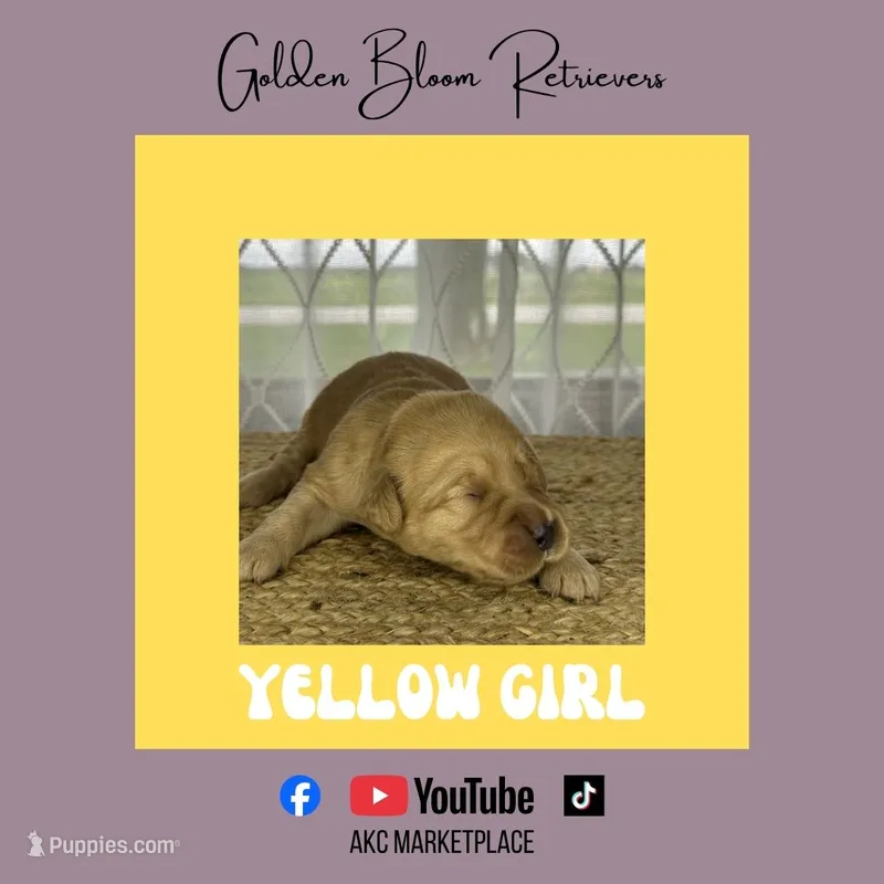 Yellow Girl – Golden Retriever puppy on hold in Bloomdale, OH