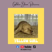 Yellow Girl, a female Golden Retriever for sale in Bloomdale, OH – 1 of 1