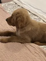 Red Girl, a female Golden Retriever for sale in Bloomdale, OH – 8 of 9