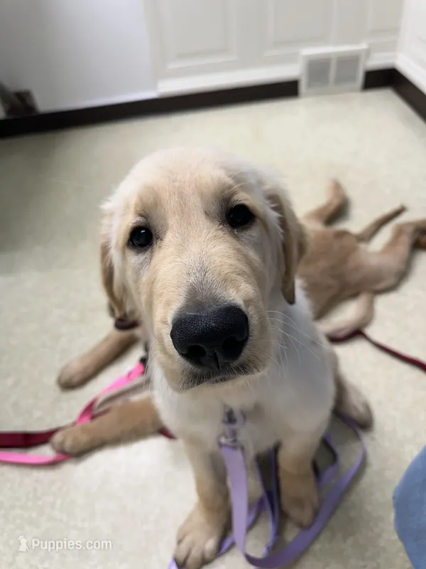 Blue Boy – Golden Retriever puppy for sale in Bloomdale, OH