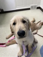 Blue Boy, a female Golden Retriever for sale in Bloomdale, OH – 5 of 8