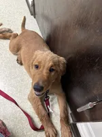 Red Girl, a female Golden Retriever for sale in Bloomdale, OH – 9 of 9