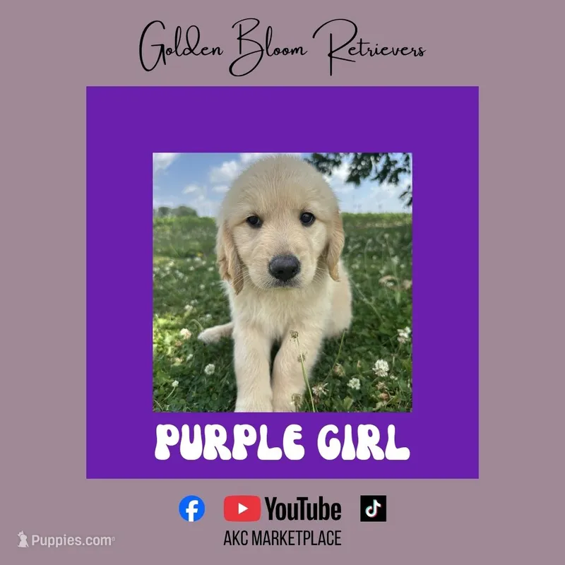 Purple Girl – Golden Retriever puppy for sale in Bloomdale, OH