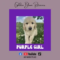 Purple Girl, a female Golden Retriever for sale in Bloomdale, OH – 1 of 2