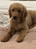 Red Girl, a female Golden Retriever for sale in Bloomdale, OH – 6 of 9