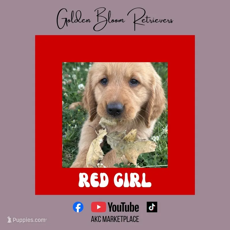 Red Girl – Golden Retriever puppy for sale in Bloomdale, OH