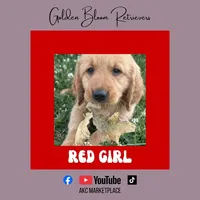 Red Girl, a female Golden Retriever for sale in Bloomdale, OH – 1 of 2