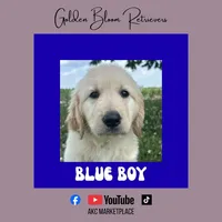 Blue Boy, a female Golden Retriever for sale in Bloomdale, OH – 1 of 2