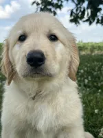Blue Boy, a female Golden Retriever for sale in Bloomdale, OH – 8 of 8