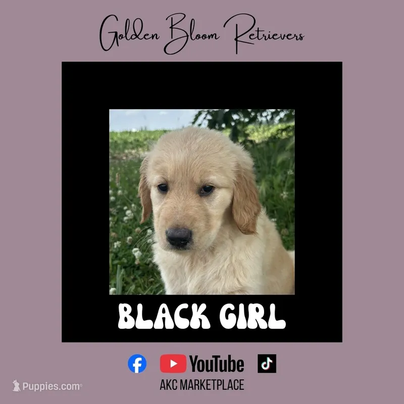 Black Girl – Golden Retriever puppy for sale in Bloomdale, OH