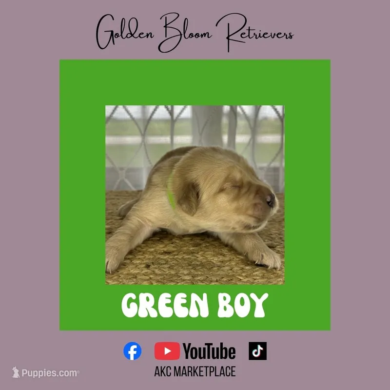 Green Puppy – Golden Retriever puppy on hold in Bloomdale, OH