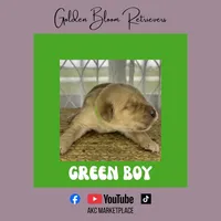 Green Puppy, a male Golden Retriever for sale in Bloomdale, OH – 1 of 1