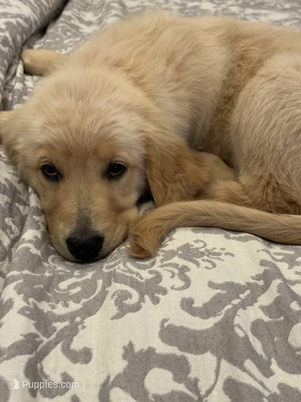 Pink Girl – Golden Retriever puppy for sale in Bloomdale, OH