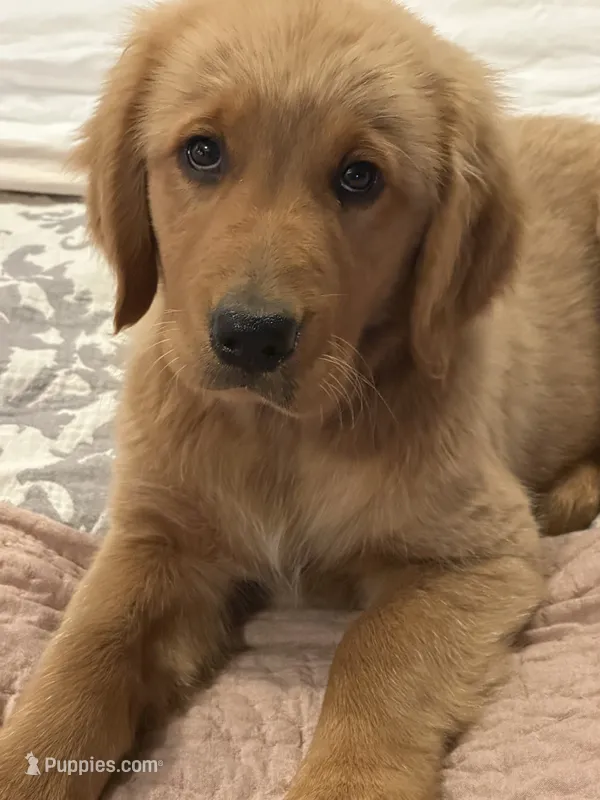 Red Girl – Golden Retriever puppy for sale in Bloomdale, OH