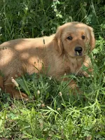 Red Girl, a female Golden Retriever for sale in Bloomdale, OH – 5 of 9