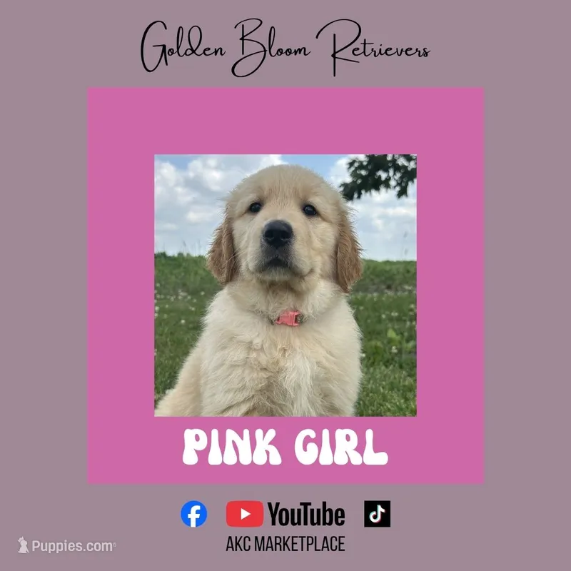 Pink Girl – Golden Retriever puppy for sale in Bloomdale, OH