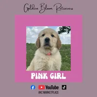Pink Girl, a female Golden Retriever for sale in Bloomdale, OH – 1 of 2