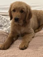 Red Girl, a female Golden Retriever for sale in Bloomdale, OH – 7 of 9