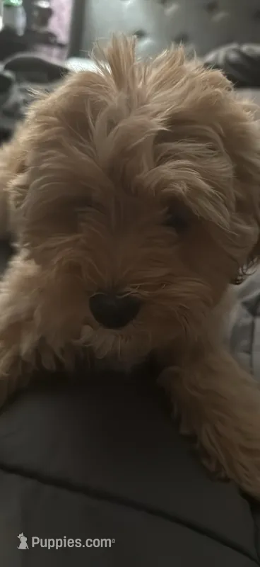 Camila – Shih Tzu, Poodle - Toy  puppy for sale in North Chicago, IL